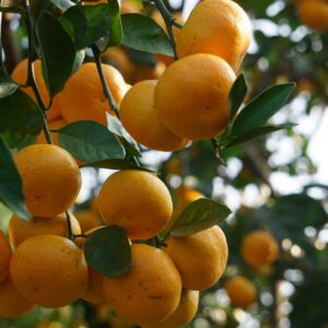 自宅でみかんを収穫！みかんの枝が自宅に届くオンラインみかん狩りのご案内