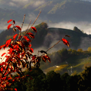 秋の和束へ！野生の茶葉を焚火で炙り、竹筒で作る”いにしえのお茶”体験！