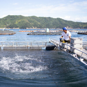 旨いのはもちろんモチモチなのにトロける食感！養殖魚新生スマを体験しよう!!