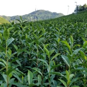 和束の自然とお茶の力を感じるライブ！初冬に味わう３種のお茶♪熱湯煎茶＆2021年抹茶新茶2種の飲み比べ