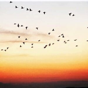 【期間限定：12月】圧巻！渡り鳥のねぐら入りとふゆみずたんぼネイチャー体験