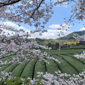 早春の和束にて箏の音響く桜茶会♪～抹茶・ほうじ茶＋茶農家が作る和束茶チョコレート と共に楽しむ早春のひととき～
