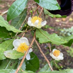 お茶の力を感じるLIVE＆初冬を楽しむ３種のお茶「抹茶の新茶」「自然農法の熱湯煎茶」「香り豊かな棒焙じ茶」をお届けします！